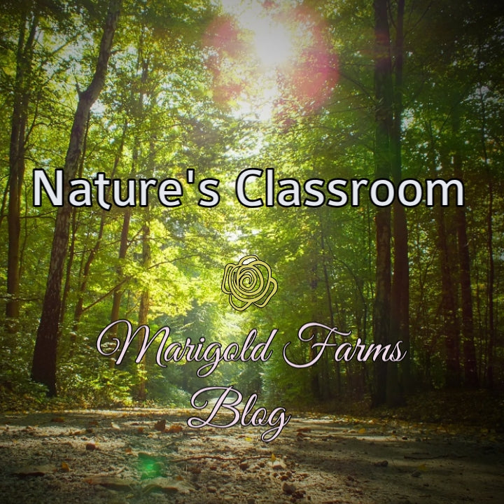 Nature's Classroom